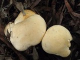 Leucopaxillus albissimus image