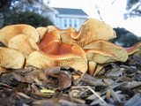 Gymnopilus sapineus image