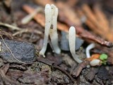 Clavaria acuta image