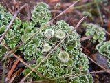 Cladonia pyxidata image