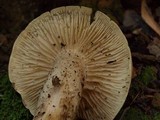 Tricholoma saponaceum image