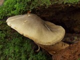 Tricholoma saponaceum image