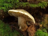 Tricholoma saponaceum image