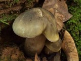 Tricholoma saponaceum image