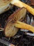 Cortinarius caryotis image