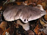 Tricholoma atroviolaceum image