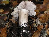 Tricholoma atroviolaceum image