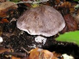 Tricholoma atroviolaceum image