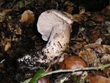 Tricholoma atroviolaceum image