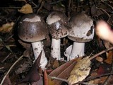 Amanita constricta image