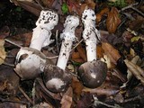 Amanita constricta image