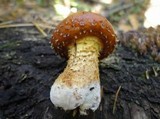 Hemistropharia albocrenulata image