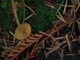 Galerina clavata image