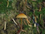 Galerina clavata image