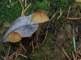 Galerina clavata image