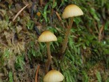 Galerina clavata image