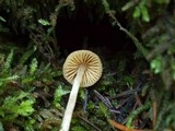 Galerina clavata image