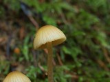 Galerina clavata image