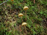 Galerina clavata image