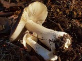Russula xerampelina image
