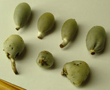Psilocybe weraroa image