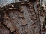 Fuscocerrena portoricensis image