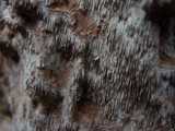 Fuscocerrena portoricensis image