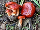 Lactarius subflammeus image