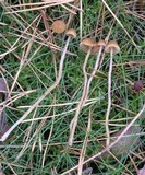 Galerina cephalotricha image