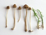 Galerina cephalotricha image