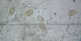 Galerina cephalotricha image