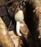 Psilocybe weraroa image