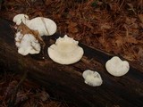 Tyromyces chioneus image