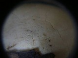 Tyromyces chioneus image
