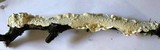 Byssomerulius corium image