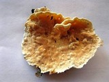 Steccherinum ochraceum image