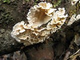 Steccherinum ochraceum image