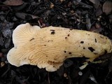 Cantharellus subalbidus image