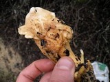 Cantharellus subalbidus image