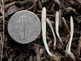 Clavaria acuta image