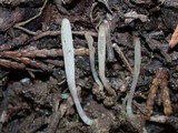 Clavaria acuta image
