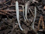 Clavaria acuta image