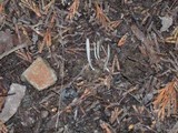 Clavaria acuta image