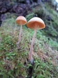 Galerina clavata image