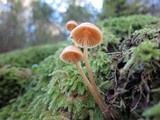 Galerina clavata image