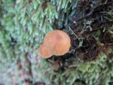 Galerina clavata image