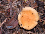 Hygrophoropsis aurantiaca image