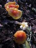 Hygrocybe acutoconica image