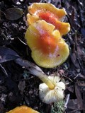 Hygrocybe acutoconica image