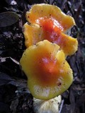 Hygrocybe acutoconica image